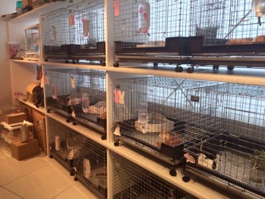 Hedgehog_Cafe_Japan_cages