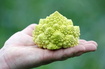 Waitrose Christmas tree caulieflower 