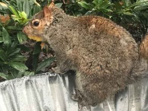 Shake Shack Madison Square Park squirrel