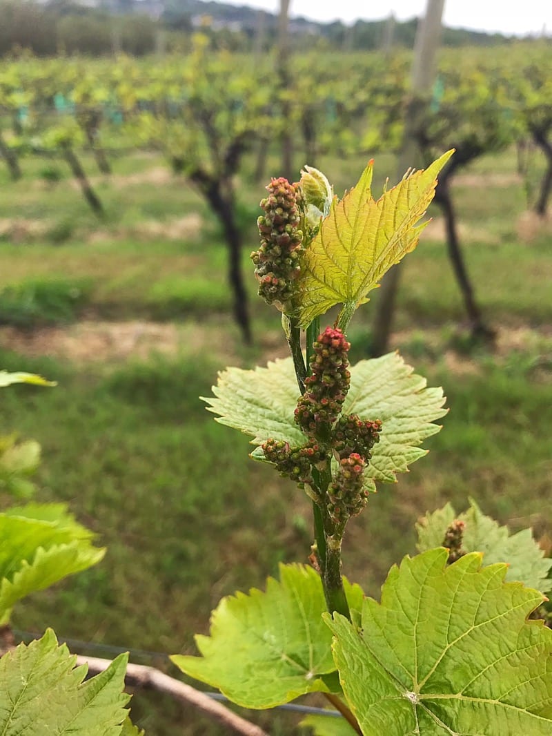 Polgoon vineyard and orchard cornwall foodie Explorers 