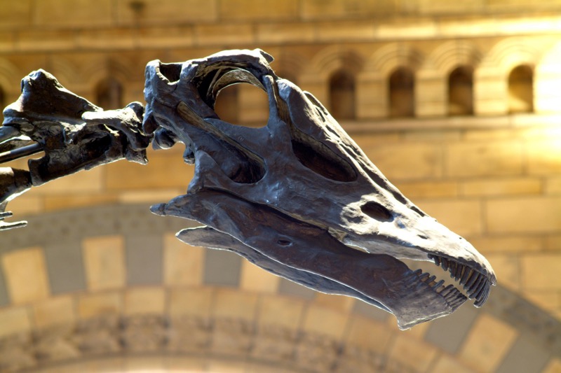 Dippy diplodocus natural history museum kelvingrove