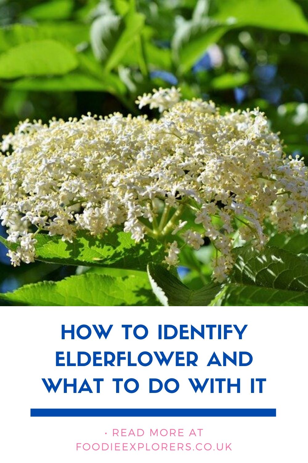 elderflower pinterest