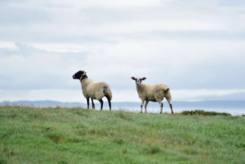 Away a wee walk - curious sheep