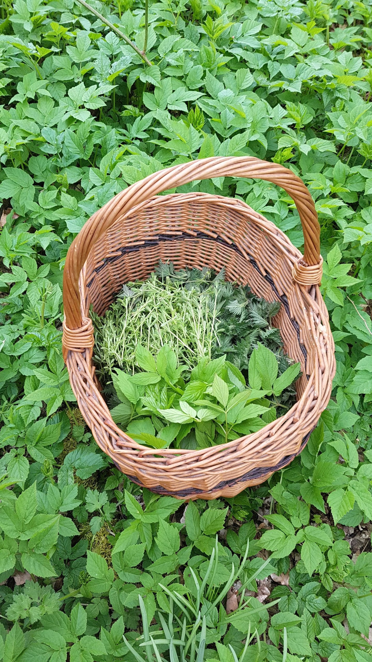 Spring tea leaves