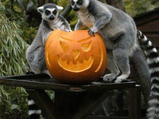 Howl-oween at Bristol Zoo Project