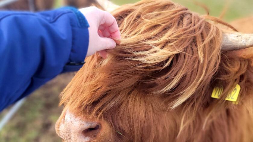 emma petting a highland coo