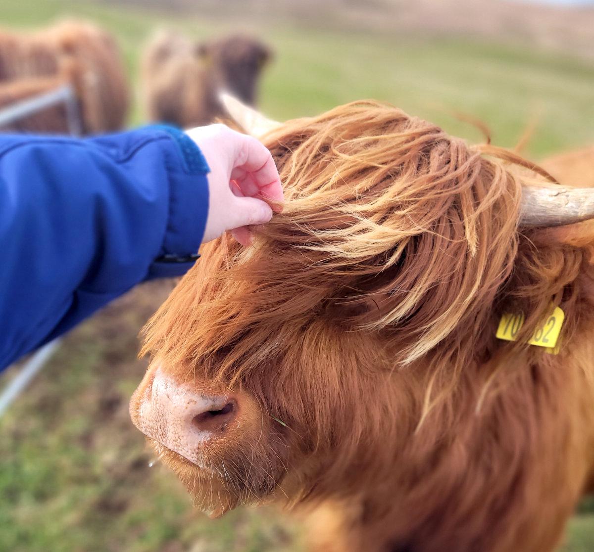 emma petting a highland coo dumfries and galloway