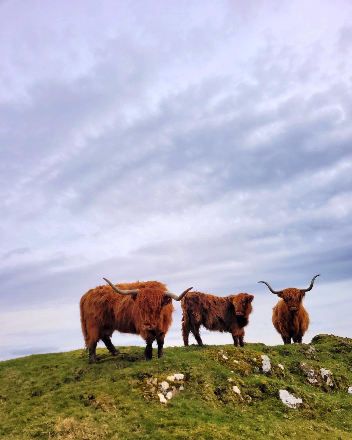 highland coo album cover