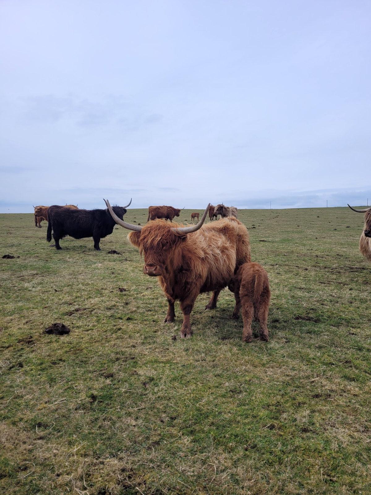 highland coo baby