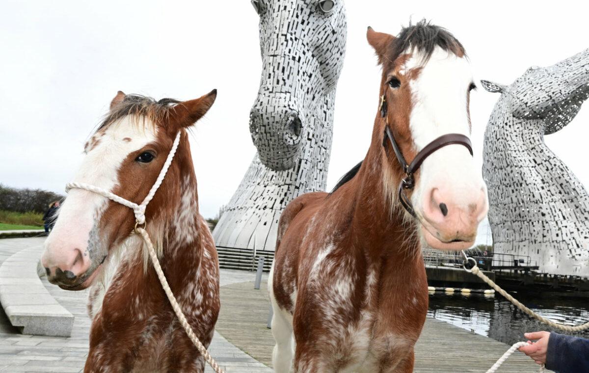 Clydesdales at The Kelpies