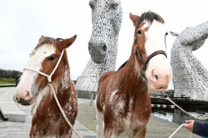 Clydesdales at The Kelpies