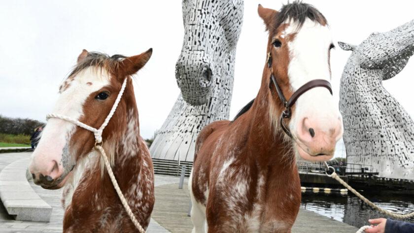 Clydesdales at The Kelpies