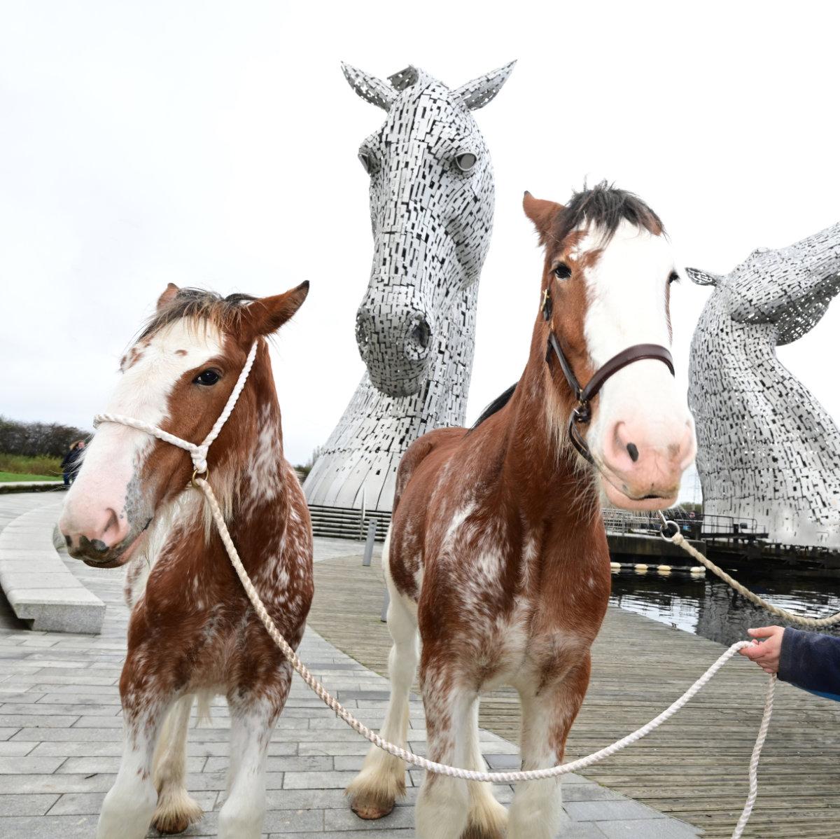 Clydesdales at The Kelpies