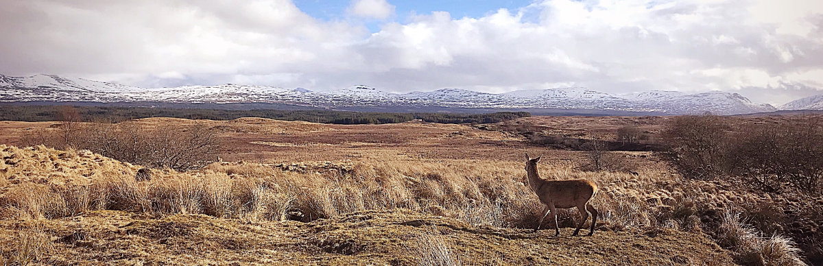 Deer at Rannoch Station Caledonian Sleeper